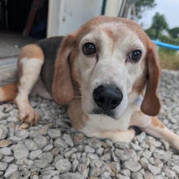 Harold -  Beagle Dog for Adoption in Nowata, Oklahoma - Harold | PetCurious