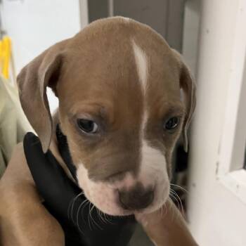 Mixed Breed Dogs Available for Adoption in Murray, Utah - Lip Balm | PetCurious