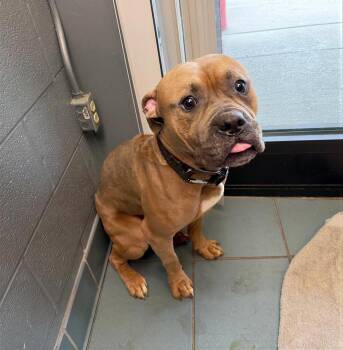 Mixed Breed Dogs Available for Adoption - Squiggle | PetCurious