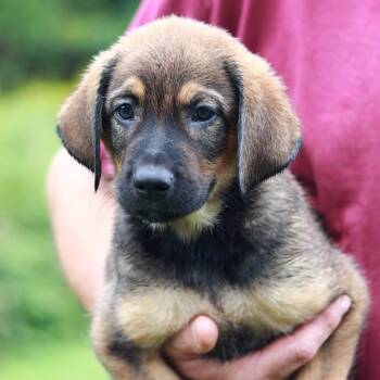 CT Jim -  Shepherd and Mixed Breed Dog for Adoption in Stormville, New York - CT Jim | PetCurious