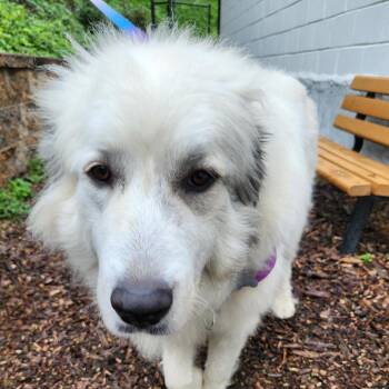 Opal -  Great Pyrenees Dog for Adoption in Falls Church, Virginia - Opal | PetCurious