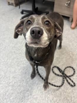 Petunia -  Labrador Retriever Dog for Adoption - Petunia | PetCurious