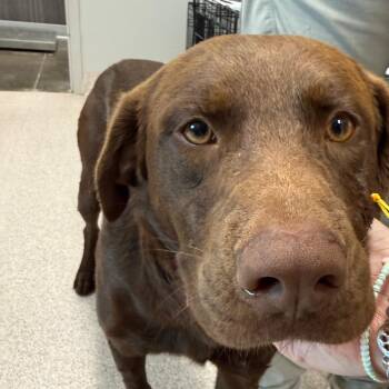 Brownie -  Chocolate Labrador Retriever Dog for Adoption in Horn Lake, Mississippi - Brownie | PetCurious