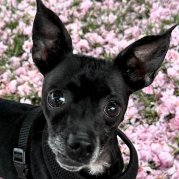 Chihuahua Dogs Available for Adoption in Paris, Kentucky - Batman | PetCurious