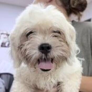 Toby-4499 -  Maltese Dog for Adoption in Tyler, Texas - Toby-4499 | PetCurious