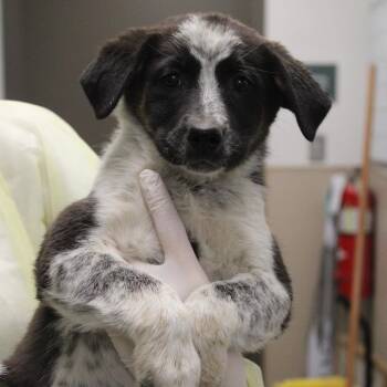 Australian Cattle Dog Blue Heeler and Belgian Shepherd Malinois Dogs Available for Adoption in Hattiesburg, Mississippi - Red Velvet Cake | PetCurious