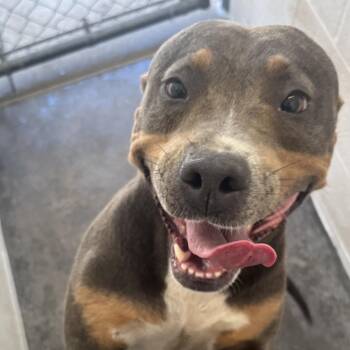 Macy -  Pit Bull Terrier Dog for Adoption in Jacksonville, Arkansas - Macy | PetCurious
