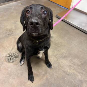Great Pyrenees Dogs Available for Adoption - Honda | PetCurious