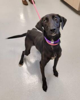 Elastigirl -  Labrador Retriever and Beagle Dog for Adoption in Chillicothe, Ohio - Elastigirl | PetCurious