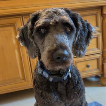 Jerry McGuire -  Labradoodle Dog for Adoption in Murphysboro, Illinois - Jerry McGuire | PetCurious