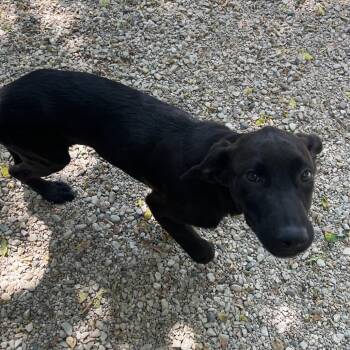 Frodo -  Labrador Retriever and Mixed Breed Dog for Adoption in Madison, Wisconsin - Frodo | PetCurious