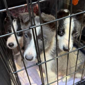 Border Collie Dogs Available for Adoption - Heartbreaker 22357 | PetCurious