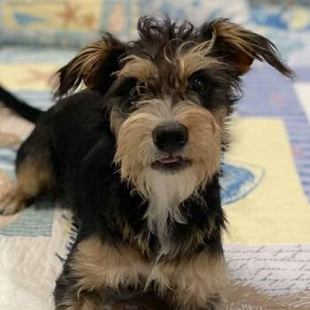 Miniature Schnauzer and Schnauzer Dogs Available for Adoption - Kimmy  | PetCurious