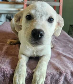 Cherry -  Australian Cattle Dog Blue Heeler Dog for Adoption in Stratham, New Hampshire - Cherry | PetCurious