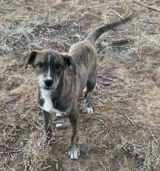 Minikin -  Australian Cattle Dog Blue Heeler and Plott Hound Dog for Adoption in Chinle, Arizona - Minikin | PetCurious
