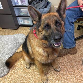 Ezra -  German Shepherd Dog Dog for Adoption in Chehalis, Washington - Ezra | PetCurious