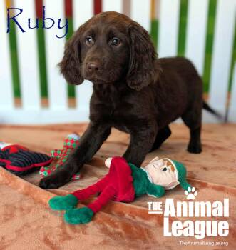 Rescue English Springer Spaniel and Chocolate Labrador Retriever Dogs for Adoption in Groveland, Florida - Ruby | PetCurious