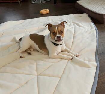 Rescue Jack Russell Terrier and Pug Dogs for Adoption in Toronto, Ontario - Willie | PetCurious