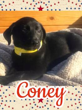 Coney -  Border Collie and Labrador Retriever Dog for Adoption in Ringwood, New Jersey - Coney | PetCurious