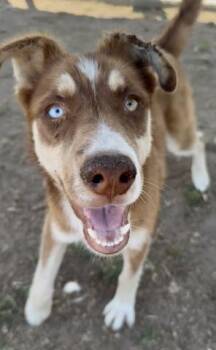 Syrah - URGENT -  Shepherd Dog for Adoption in Thousand Oaks, California - Syrah - URGENT | PetCurious