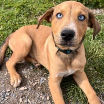 Shepherd Dogs Available for Adoption in Logan, Utah - Eggs | PetCurious