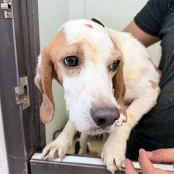 Beagle Dogs Available for Adoption in Chino Hills, California - Andy Warhol- Chino Hills Location | PetCurious