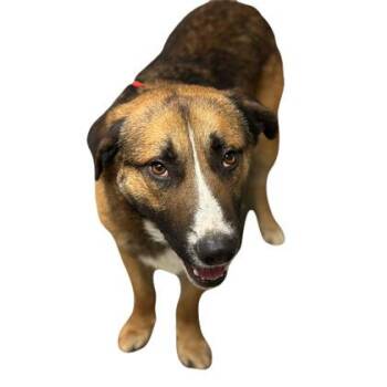 Shepherd Dogs Available for Adoption in Red Bluff, California - Edgar | PetCurious