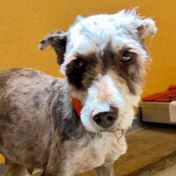 Freckles (AP26-09) -  Miniature Schnauzer Dog for Adoption in Peyton, Colorado - Freckles (AP26-09) | PetCurious