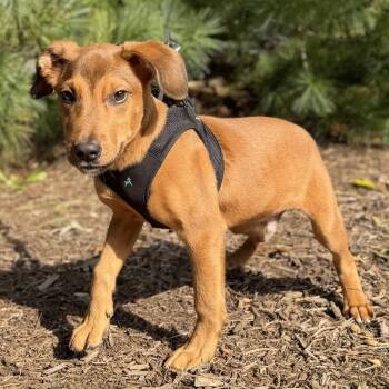 Copper -  Mixed Breed and Beagle Dog for Adoption in East Hampton, New York - Copper | PetCurious