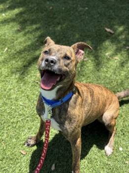 Bando -  Dutch Shepherd and Mixed Breed Dog for Adoption in North Miami Beach, Florida - Bando | PetCurious
