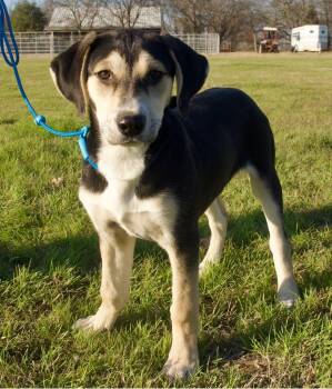 Rescue Husky and English Foxhound Dogs for Adoption in Denton, Texas - Lucy | PetCurious