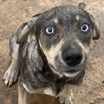 Azul -  Husky and Mixed Breed Dog for Adoption in Albion, New York - Azul | PetCurious