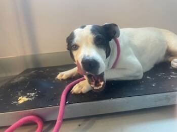 Rescue Mixed Breed Dogs for Adoption in Santa Fe, New Mexico - GEM | PetCurious