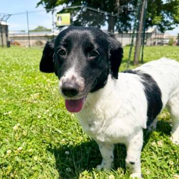 Bridget -- Bonded Buddy With Marshmallow -  English Springer Spaniel Dog for Adoption in Des Moines, Iowa - Bridget -- Bonded Buddy With Marshmallow | PetCurious