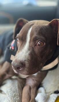 Rescue Pit Bull Terrier Dogs for Adoption in Cool, California - Willie | PetCurious
