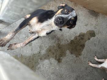 Max -  Australian Cattle Dog Blue Heeler Dog for Adoption in Lakewood Ranch, Florida - Max | PetCurious