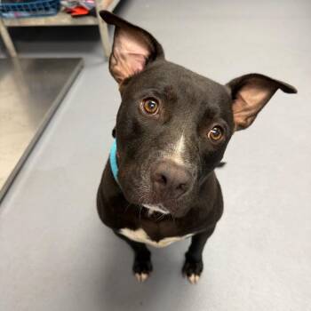 Wonton -  Mixed Breed Dog for Adoption in Sarasota, Florida - Wonton | PetCurious
