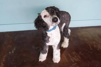 Shipley -  Old English Sheepdog and Standard Poodle Dog for Adoption in San Antonio, Texas - Shipley | PetCurious