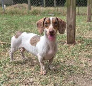 Chase -  Miniature Dachshund and Dachshund Dog for Adoption in Manvel, Texas - Chase | PetCurious