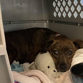 Terrier Dogs Available for Adoption in Toronto, Ontario - Pippy | PetCurious
