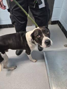 Pen 129 Bone -  Pit Bull Terrier Dog for Adoption in Lawrenceville, Georgia - Pen 129 Bone | PetCurious