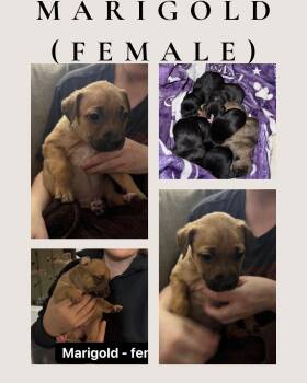 Border Collie Dogs Available for Adoption - Marigold (available 3/21/26) | PetCurious