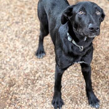 Black Labrador Retriever and German Shepherd Dog Dogs Available for Adoption - Salem | PetCurious