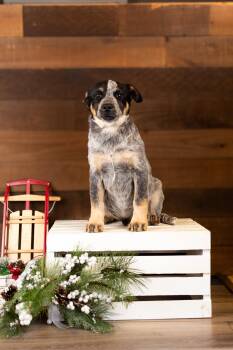 Rescue Australian Shepherd and Australian Cattle Dog Blue Heeler Dogs for Adoption in Brighton, Colorado - #994-25 (Wally) | PetCurious