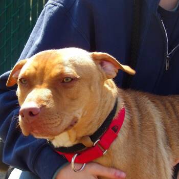 Mixed Breed Dogs Available for Adoption - Shandi | PetCurious