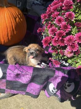 Rescue Terrier Dogs for Adoption in Ashville, Ohio - Lion King Pups - Timon | PetCurious