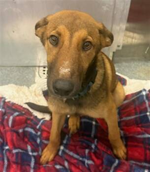 BRITNEY -  Mixed Breed Dog for Adoption in Dallas, Texas - BRITNEY | PetCurious