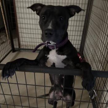 Lola (Eclipse) -  American Staffordshire Terrier Dog for Adoption in Grand Junction, Colorado - Lola (Eclipse) | PetCurious