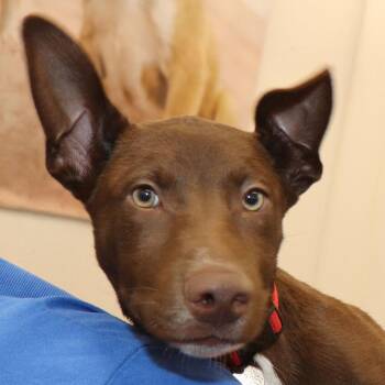 Prissy -  Mixed Breed Dog for Adoption in Port Washington, New York - Prissy | PetCurious