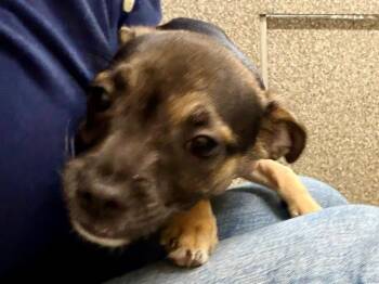 SCARLET -  Chihuahua Dog for Adoption in Santa Rosa, California - SCARLET | PetCurious
